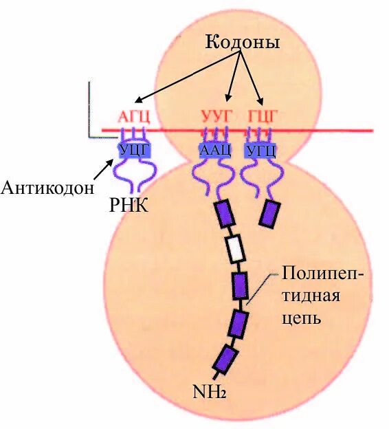 Кодоны т рнк. Кодоны ДНК. Триплет кодон. Триплет ДНК кодон антикодон. Кодон и антикодон ТРНК.