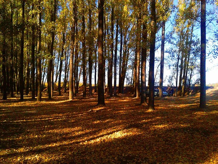 реликтовая тополиная роща большое голоустное. тополиная роща астрахань 2023. парк топольники в новокузнецке. парк тополиная роща астрахань. тополиная роща новокузнецк.
