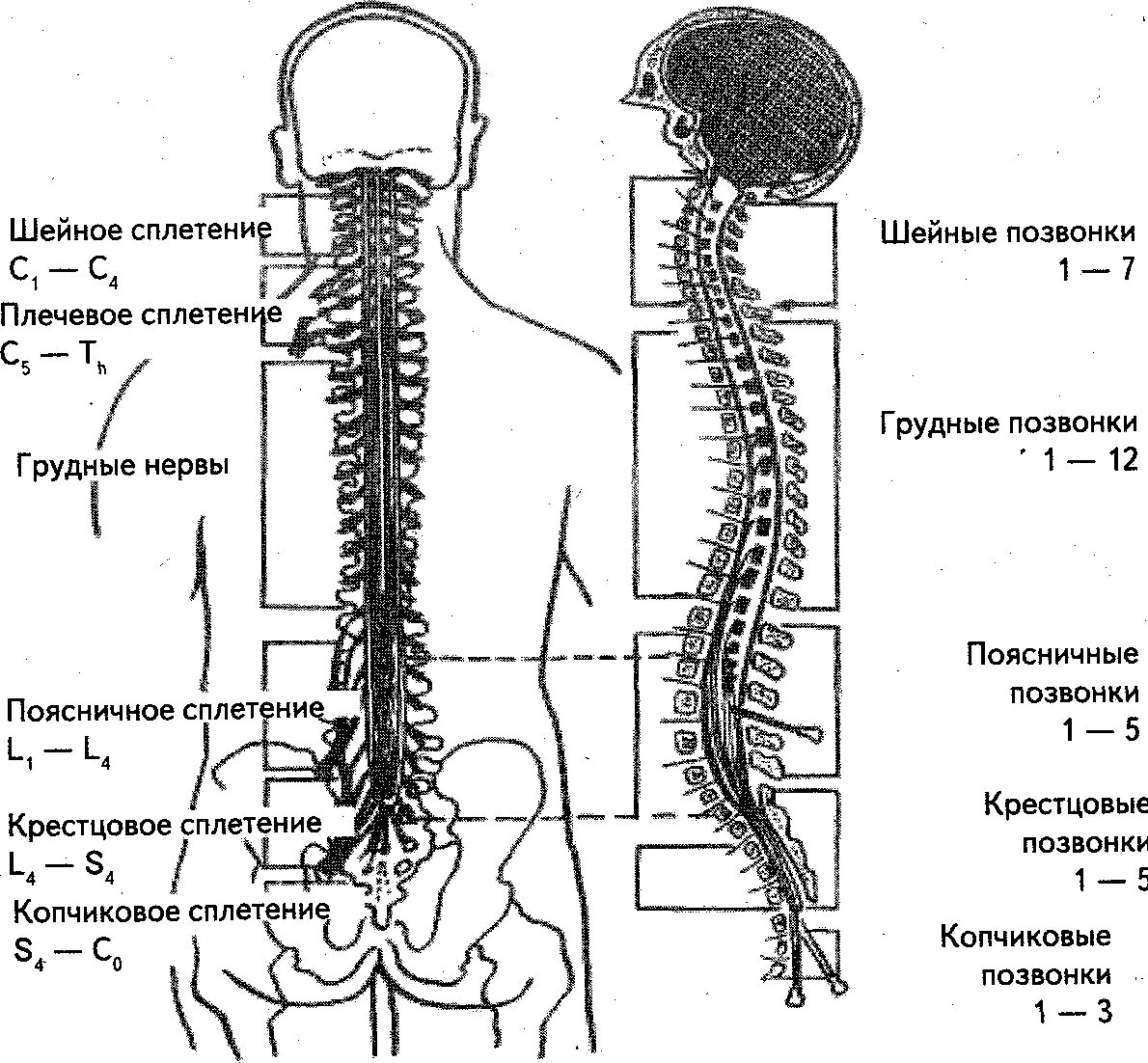Позвоночник строение анатомия поясничного отдела. Скелет позвоночника человека анатомия позвонков. Строение позвонка со спинным мозгом. Нумерация позвонков грудного отдела. Схема позвонков грудного отдела позвоночника.