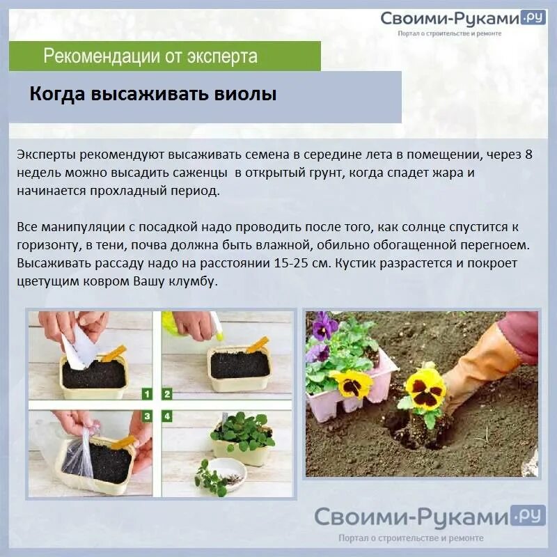 Посев анютиных глазок на рассаду. Схема посадки виолы в открытый грунт. Посадка анютиных глазок на рассаду. Высаживание рассады виолы в грунт. Виолы когда высаживать.