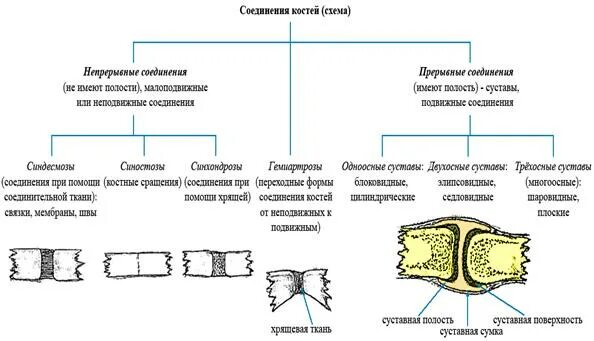 Обратите внимание на соединение костей между собой. Схема типы соединения костей с примерами. Типы соединения костей полуподвижные. Схема соединения костей 8 класс. Переходная форма соединения костей.