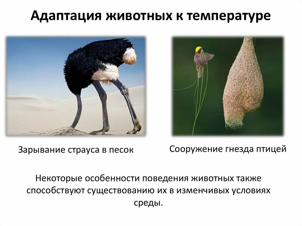 Адаптация животных. Адаптация страуса. адаптации организмов к температуре. физиологические адаптации животных. температурные адаптации животных.