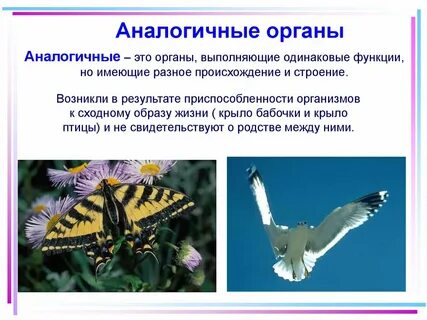 Выбрать примеры аналогичных органов
