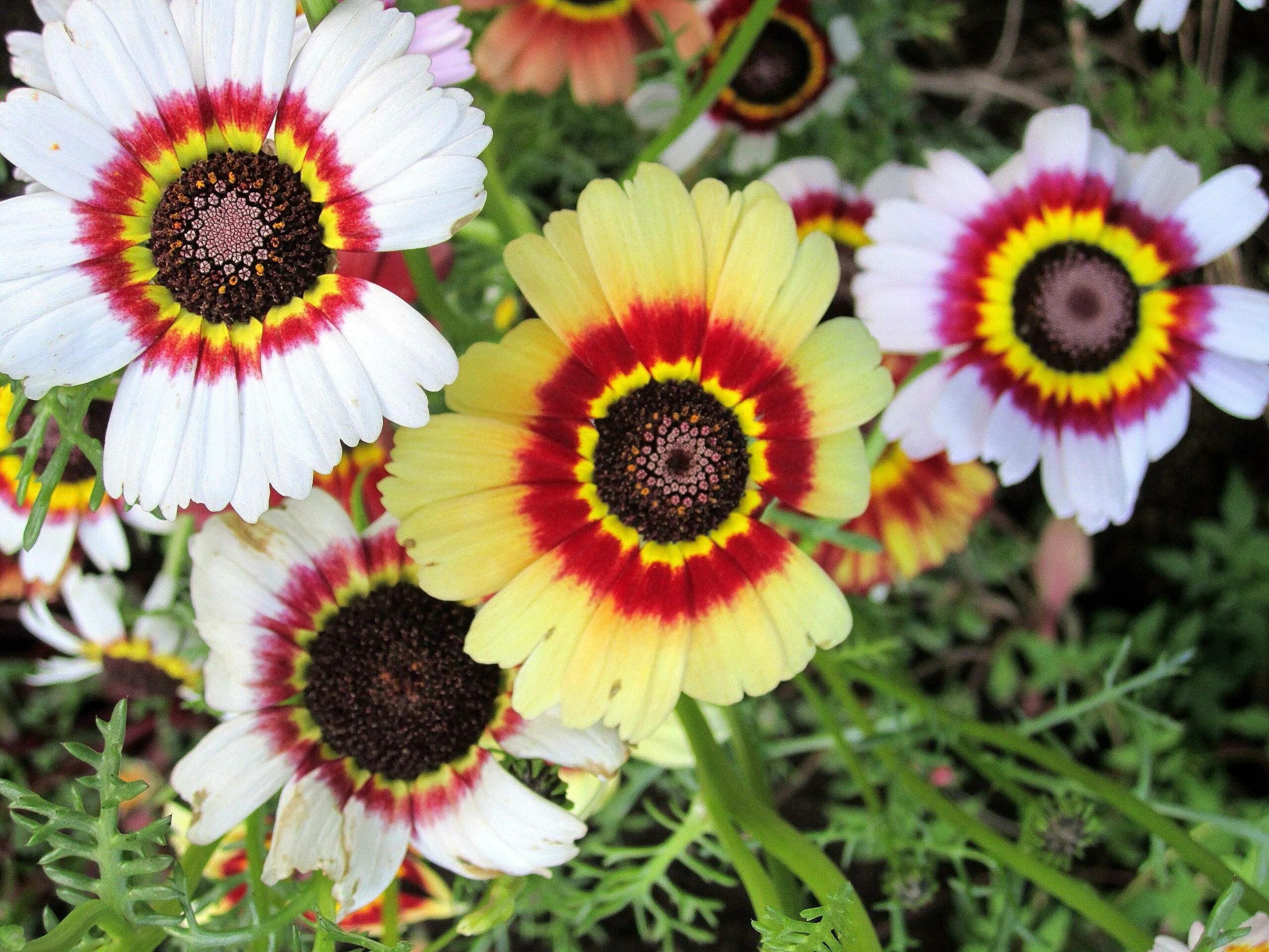 Венидиум пышный. Хризантема килеватая. Венидиум в букете. Венидиум пышный. Венидиум амаретто.