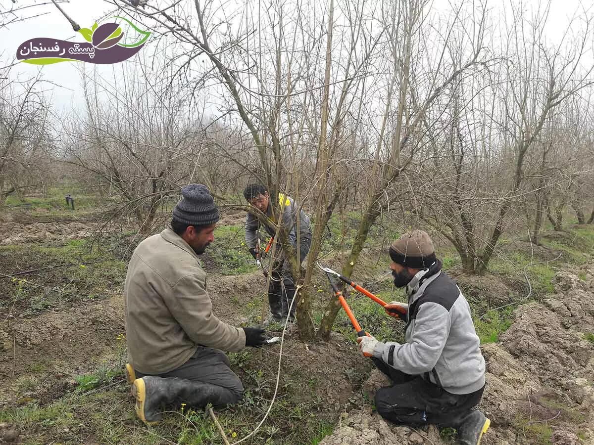 Формировка граната. Схема обрезки граната. Формировка яблони. Обрезка граната весной. Обрезка гранатового дерева весной.