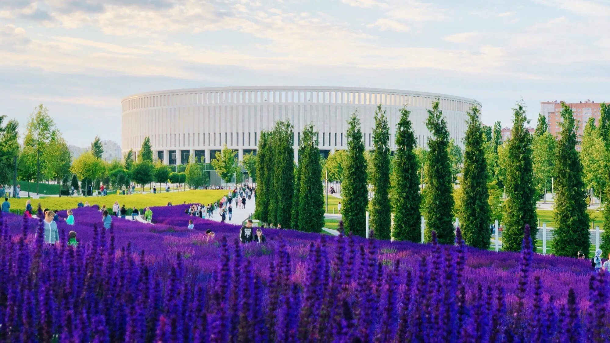 Парк краснодар шалфей лаванда. Парк галицкого лаванда. Парк краснодар шалфей. Парк галицкого лаванда. Парк галицкого в краснодаре шплыей.