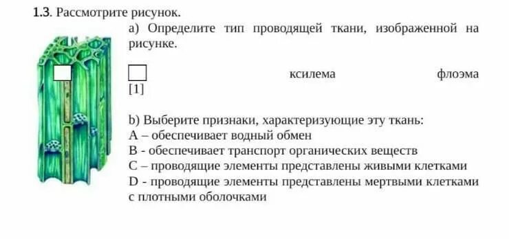 Какому типу ткани относится. Опредилите Тип твкани изображённый на рисунке. Проводящие ткани таблица. Определите Тип ткани, изображенный на рисунке *. Проводящая ткань на рисунке изображена.