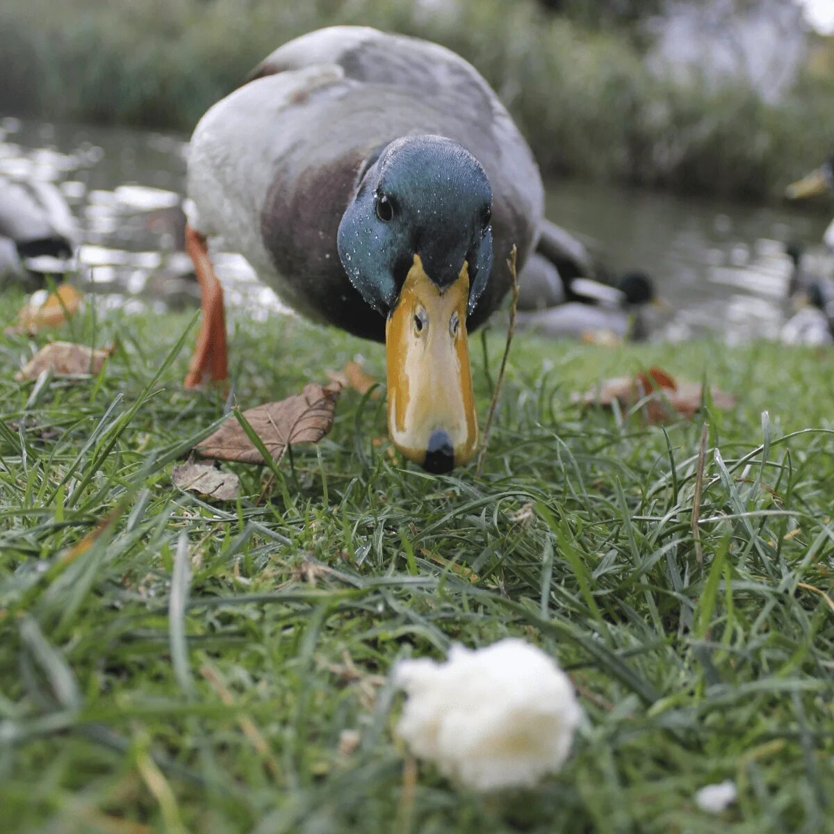 Duck source. Утка кушает. Еда для уток. Утки кормятся. Утка домашняя фото.