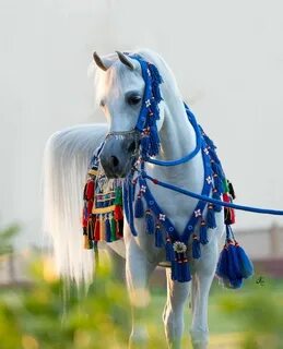 Had hors