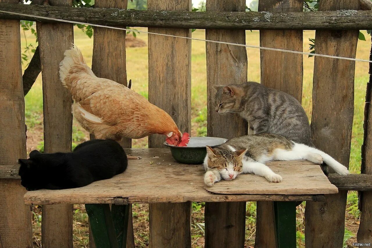 Деревенская кошка. Кошка в деревне. Животные в деревне. Кошка на даче