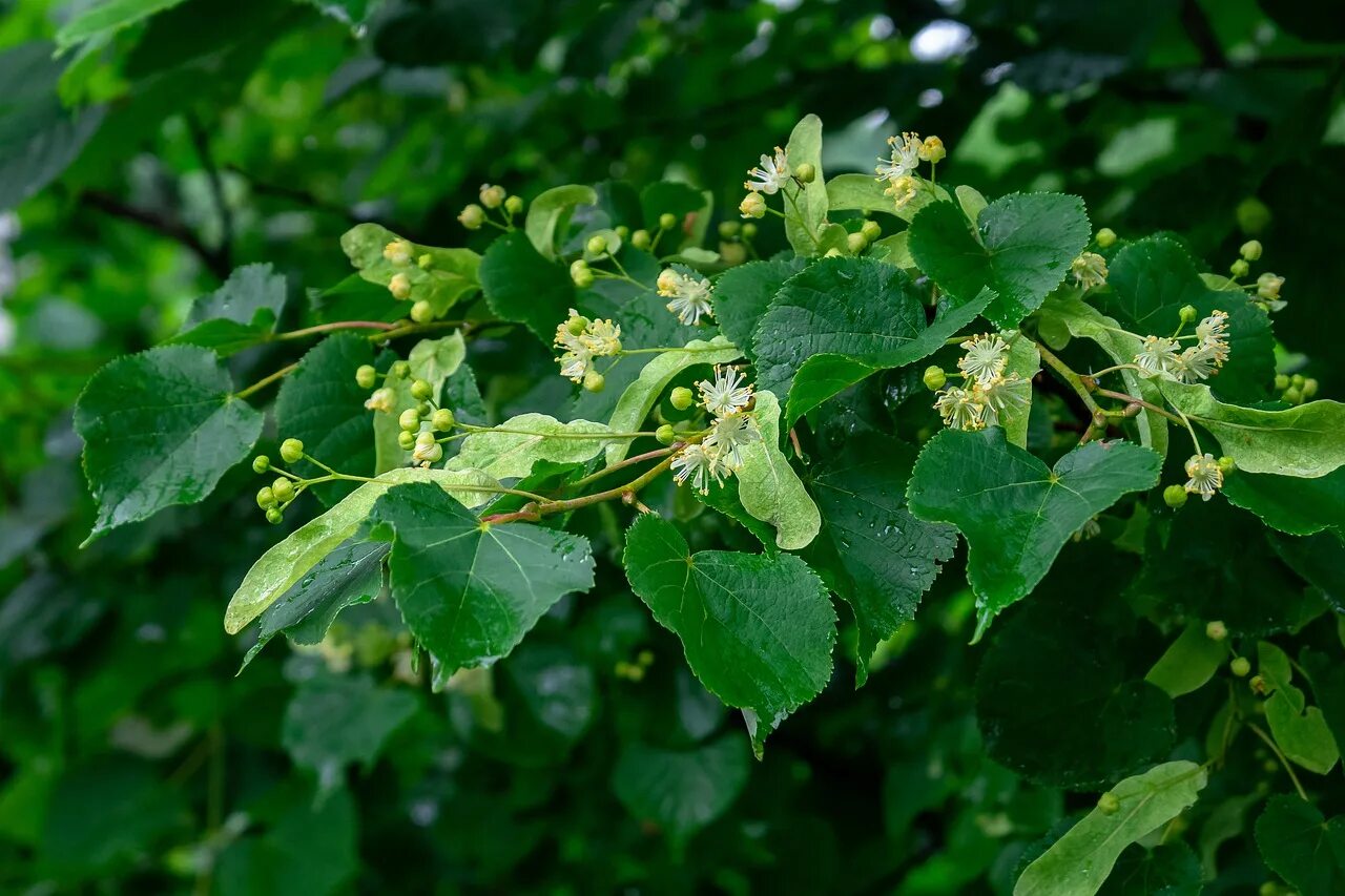 Липа ветви. Липа маньчжурская (Tilia mandshurica). Липа Амурская – Tilia amurensis. Липа Максимовича. Tilia Caucasica.