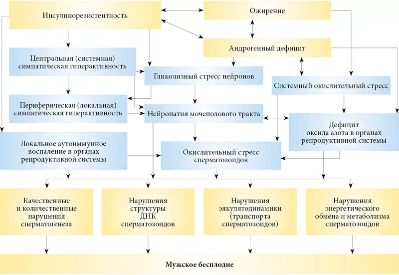 Инсулинорезистентность и ожирение. Механизм развития инсулинорезистентности при ожирении. Инсулинорезистентность и бесплодие. Инсулинорезистентность и полнота.