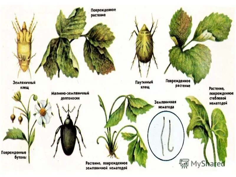 Тип повреждения растений. Тип повреждения растений