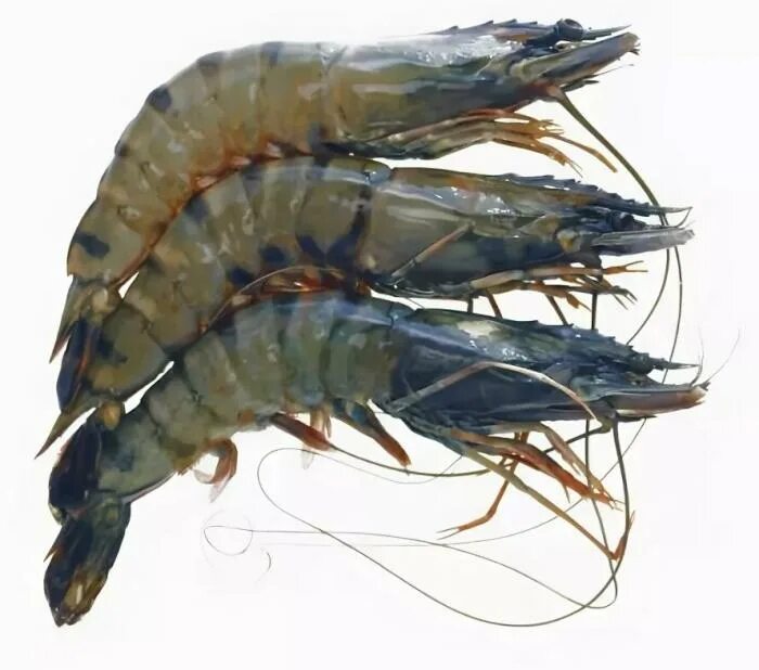 Креветки Shrimp Black Tiger. Penaeus vannamei креветки. Penaeus monodon креветки. Лангустины и тигровые креветки. Свежие креветки купить