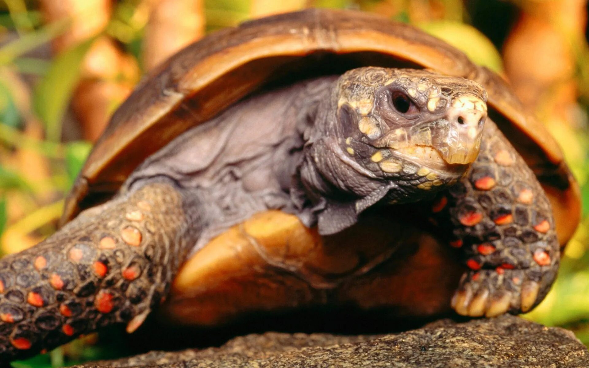 Черепаха редкие виды. Мадагаскарская клювогрудая черепаха. Угольная черепаха (Chelonoidis carbonaria). Желтоногая черепаха шабути. Капская крапчатая черепаха.
