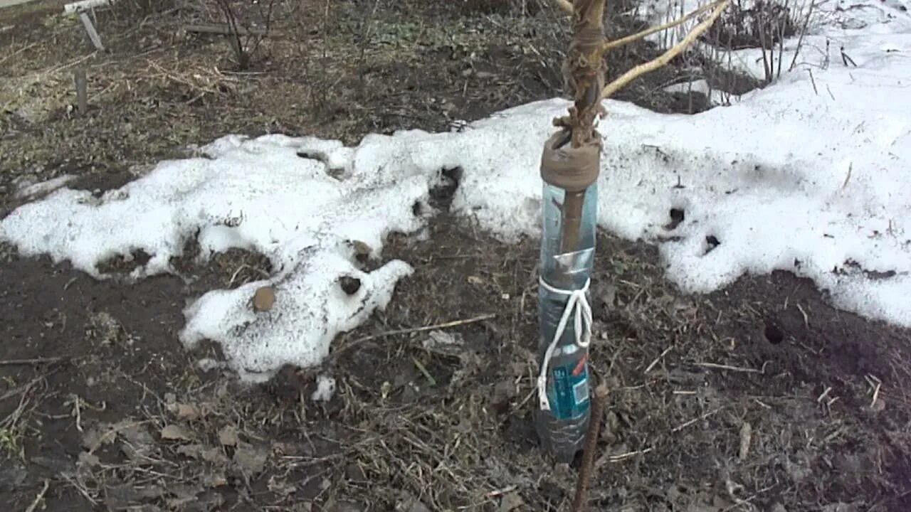 Мыши погрызли яблоню что делать. Обгрызли ствол яблони. Защита яблонь от грызунов. Защита деревьев от грызунов на зиму. Укрытие стволов деревьев.