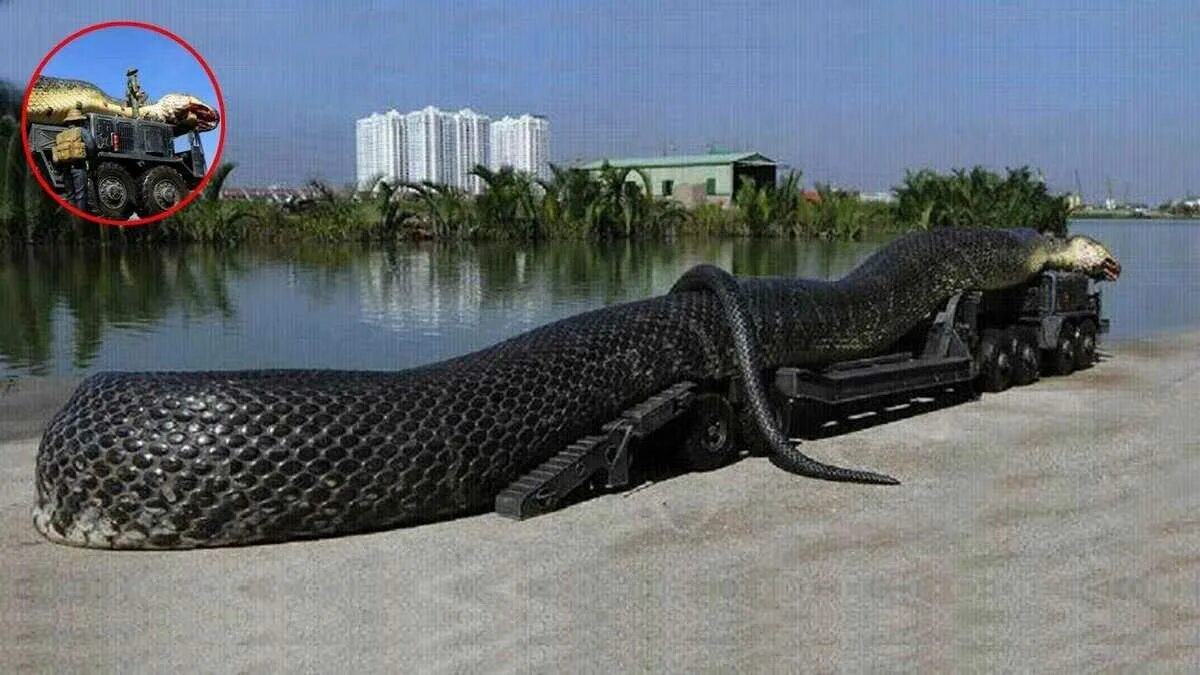 Водяной удав Анаконда. Самая огромная змея в мире 43 метра.