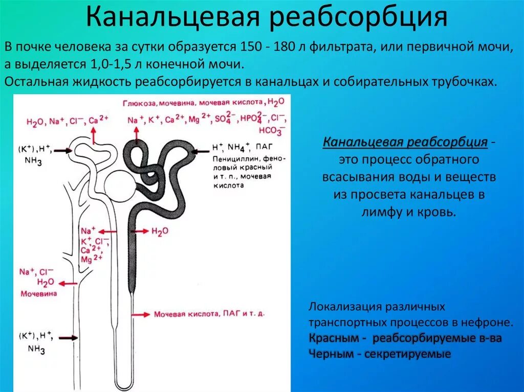 Строение нефрона почки реабсорбция. Реабсорбция проксимальных извитых канальцев. Канальцевая реабсорбция и секреция физиология. Дистальный каналец нефрона.