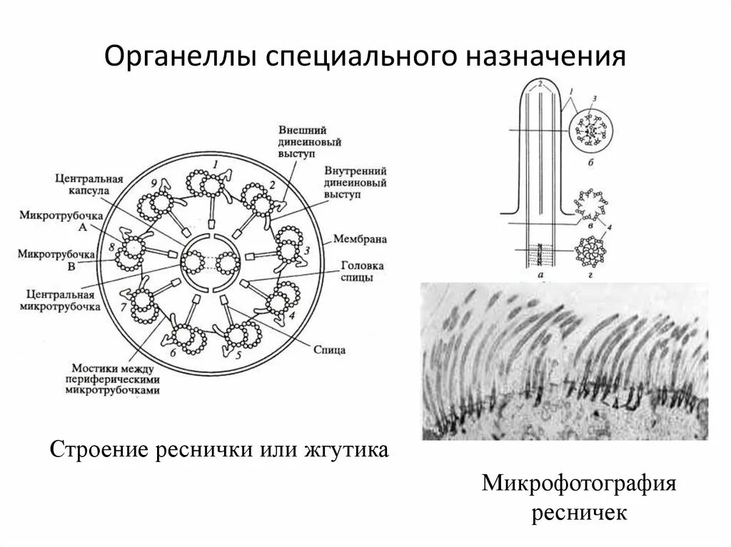 Строение и функции специальных органелл. Органеллы специального назначения. органеллы специального назначения строение и функции. мембранные органеллы специального назначения. органеллы специального назначения нейрона.