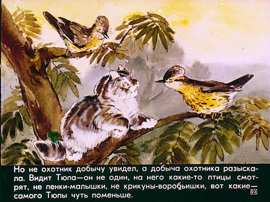 Почему тюпа не ловит птиц. Чарушин почему тюпа не ловит птиц. почему тюпа не ловит птиц картинки. чарушин почему тюпа не ловит птиц рисунки.