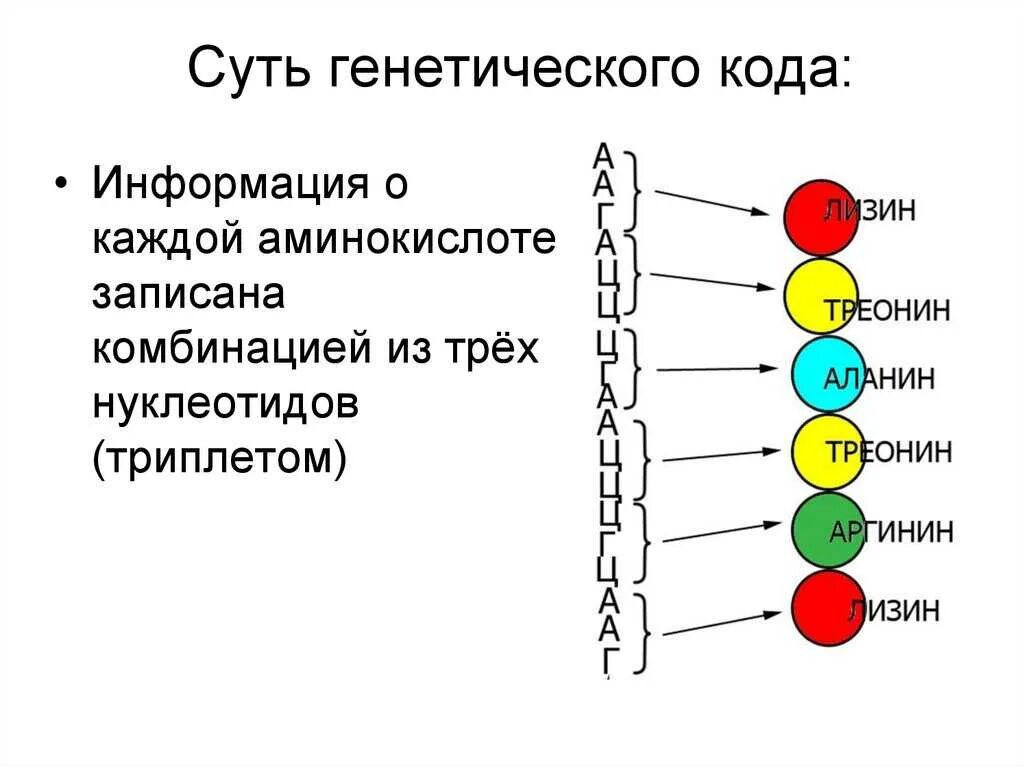 Биосинтез белка биология 10. Биосинтез белка схема. Пластический обмен Биосинтез белков 10 класс. Биосинтез белка 10 класс. Биосинтез белка трансляция презентация 10 класс.