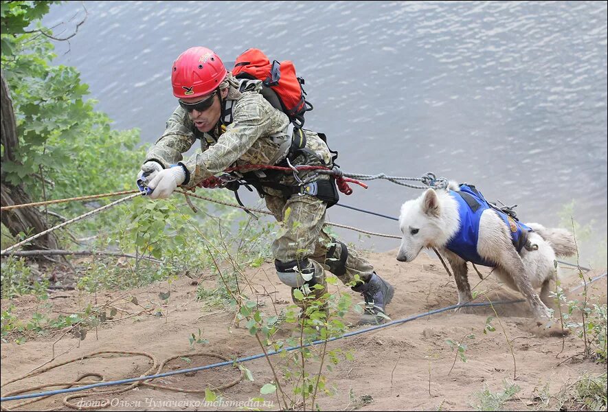 Поисково спасательные собаки. Собака спасатель ПСС. День поисково спасательных собак.
