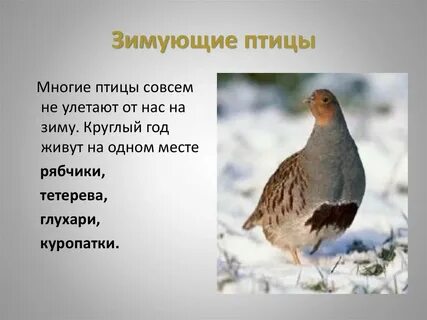 Воробьи вороны голуби рябчики глухари