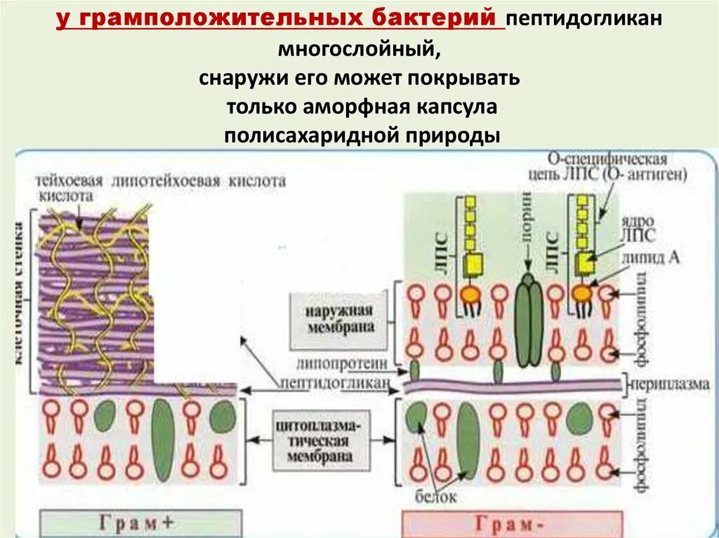 Клеточная стенка грамотрицательных бактерий муреин. Строение пептидогликана грамотрицательных бактерий. Пептидогликан клеточной стенки. Пептидогликан клеточной стенки бактерий.