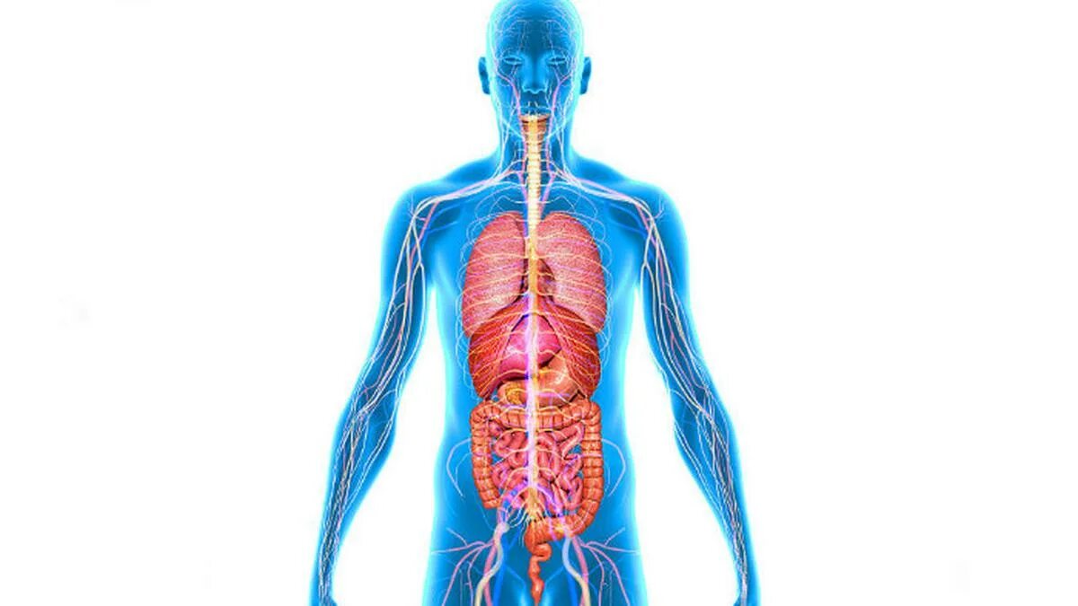 Human organs. Организм человека. Тело человека медицина. Анатомия человека. Органы человека.