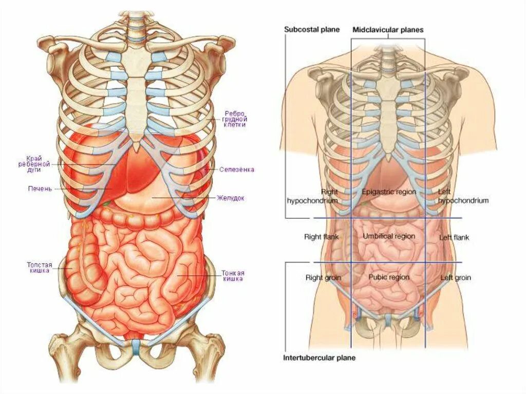 Анатомия органов. Расположение ЖКТ У человека относительно ребер. Расположение печени и ребер. Расположение органов ЖКТ относительно ребер. Органы под правой грудью
