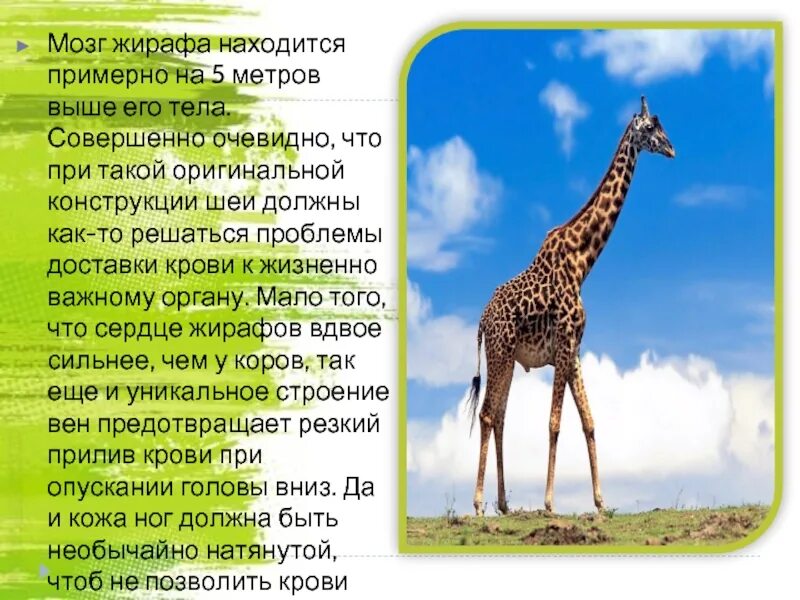 Фактов о животных 3 класс. Интересная информация о животных. факты о животных. факты о жирафах. необычные факты о животных.
