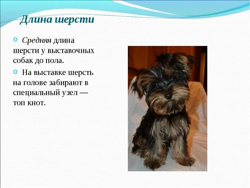 Содержание йорка