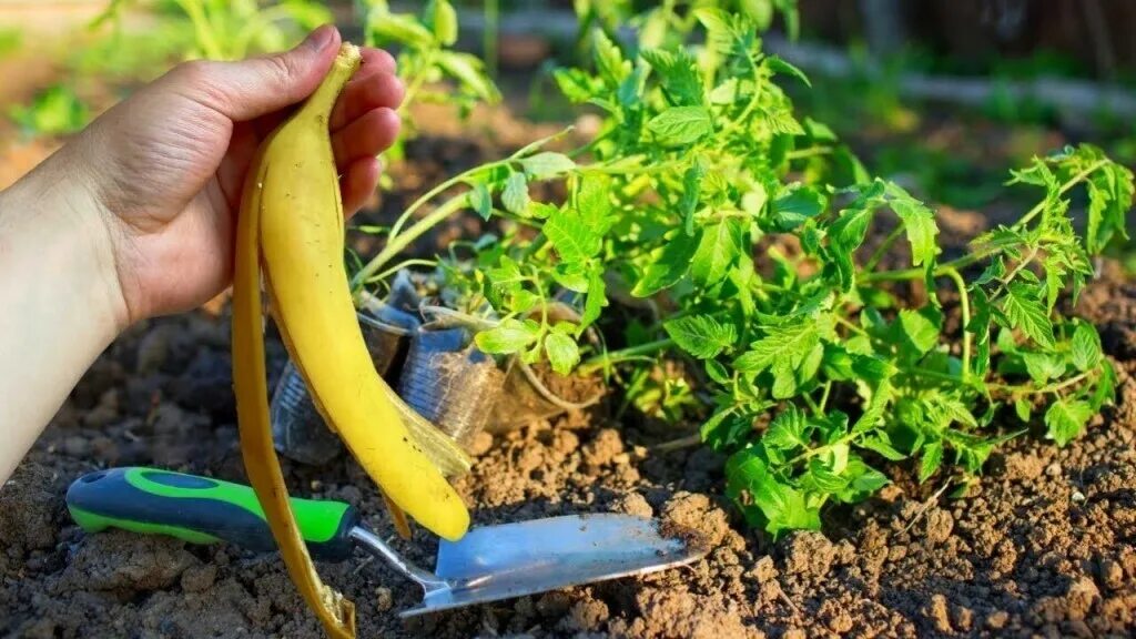 Банановые шкурки для удобрения рассады томатов. Банановая кожура на огороде. банановая подкормка для рассады помидор. банановая кожура для рассады. рассада в банане.