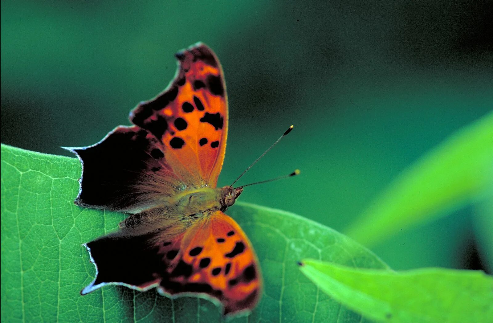 Butterfly Mark. Бабочка Томаса. Beautiful Butterfly background. Question Butterfly. Бабочка какой вопрос