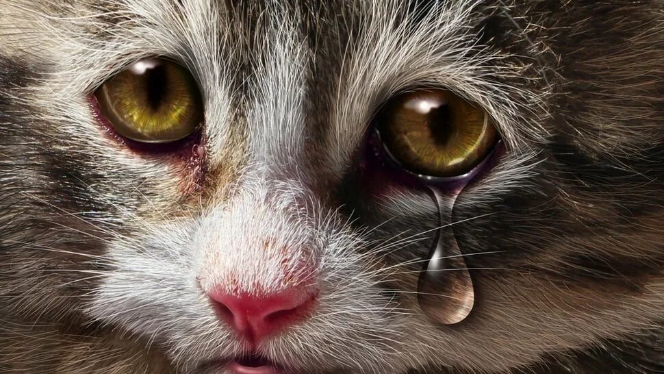 Кошечка плачет. Плачущий котенок. Кошак плачет. Котеночек плачет. Котик со слезами.