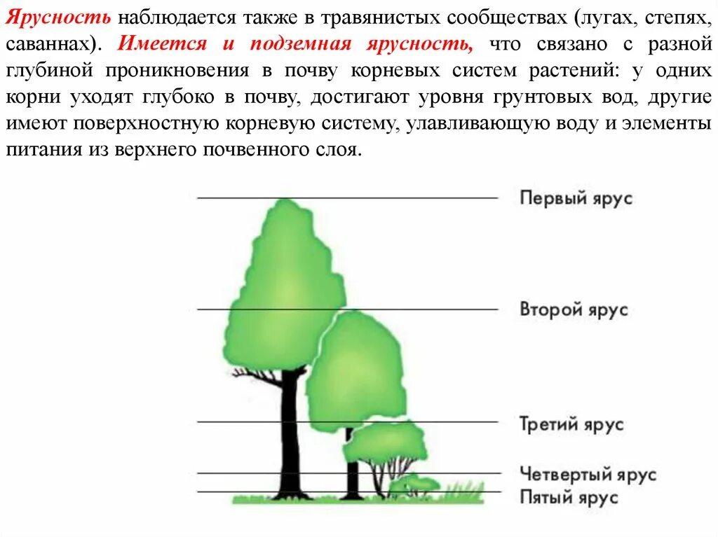 Сходства и различия надземных и подземных ярусов. Ярусы Луга схема. Ярусность растительности Луговой степи. Ярусность растений Луга. Подземная ярусность.