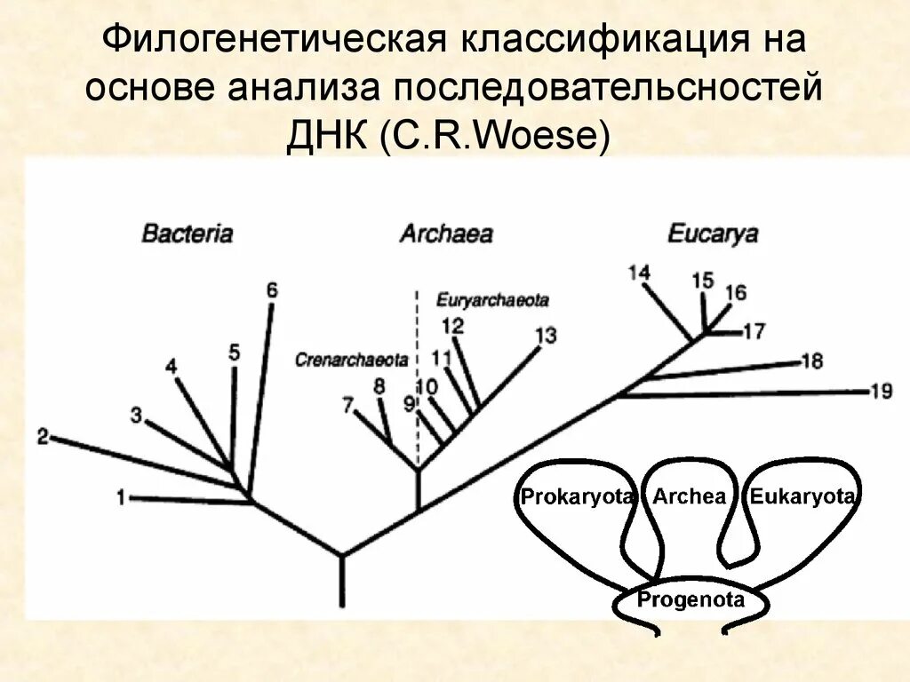 Палеонтологические доказательства эволюции органического мира. Филогенетическое древо эукариот. Установление филогенетического родства. Филогенетическая схема. Установление филогенетического родства.