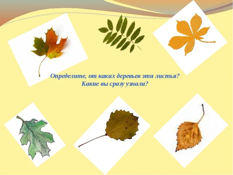 От каких деревьев эти листья. Узнай дерево по листу. Узнай дерево по листочку. Как определить от какого дерева лист.