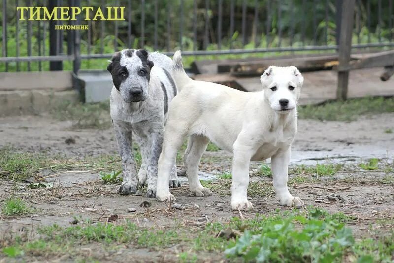 Саг чанг. Сагчанг алабай. Саги алабай Чанг. Саги чупони алабай. Чанги алабай.