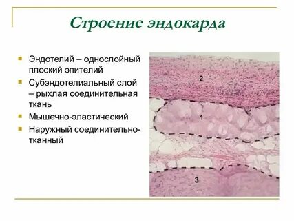 Тканевой состав органа