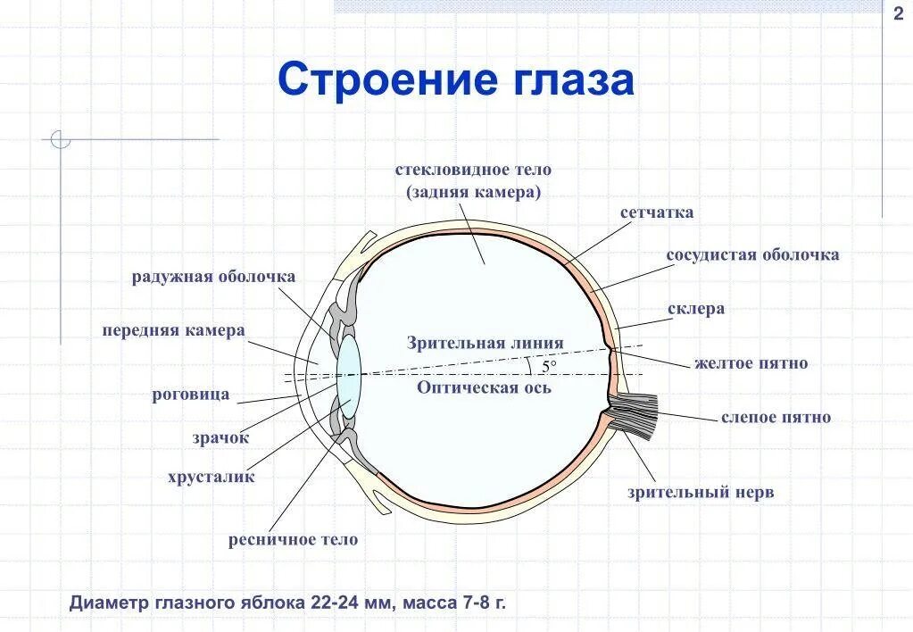 Изображение видимых предметов формируется на а роговице. Строение зрительного анализатора глазное яблоко. Строение глаза человека анатомия. Строение глаза человека схема. Строение глаза человека схема анатомия.