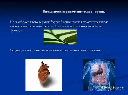 Значение слова орган