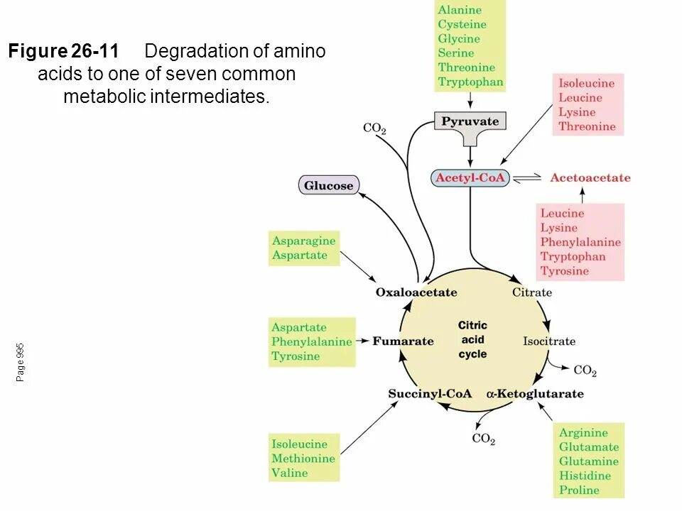 Гликогенные и кетогенные аминокислоты. Деградация аминокислот. Acid degradation. Гликогенные аминокислоты. Гликогенные и кетогенные аминокислоты биохимия.