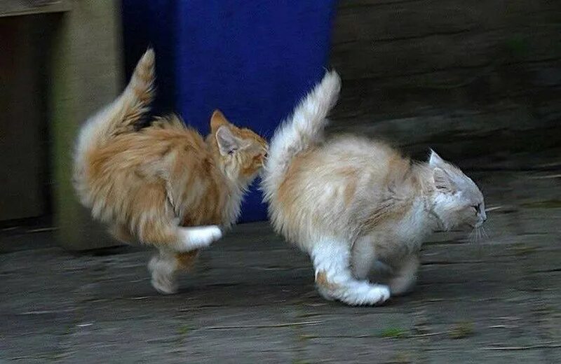 Два кота бегут. Кошки разбегаются. Кот бежит. Кот мчится. Коты бегут.