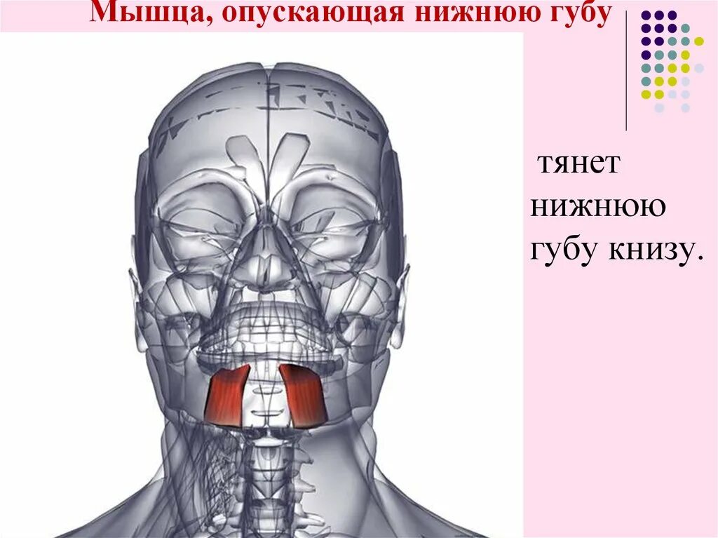 Поднимающая угол рта. Подбородочная мышца (m. mentalis). Мускулюс mentalis. Мышца опускающая нижнюю губу. Подподблродочная мышца.