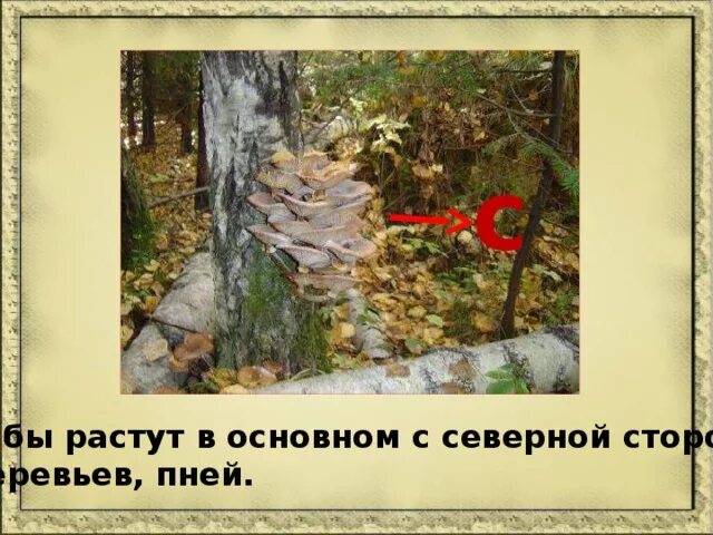 Какую сторону горизонта предпочитают грибы. Ориентирование на местности по грибам. ориентирование по грибам на деревьях. грибы растут с северной стороны пня дерева. грибы с северной стороны.