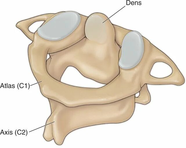 Dens axis