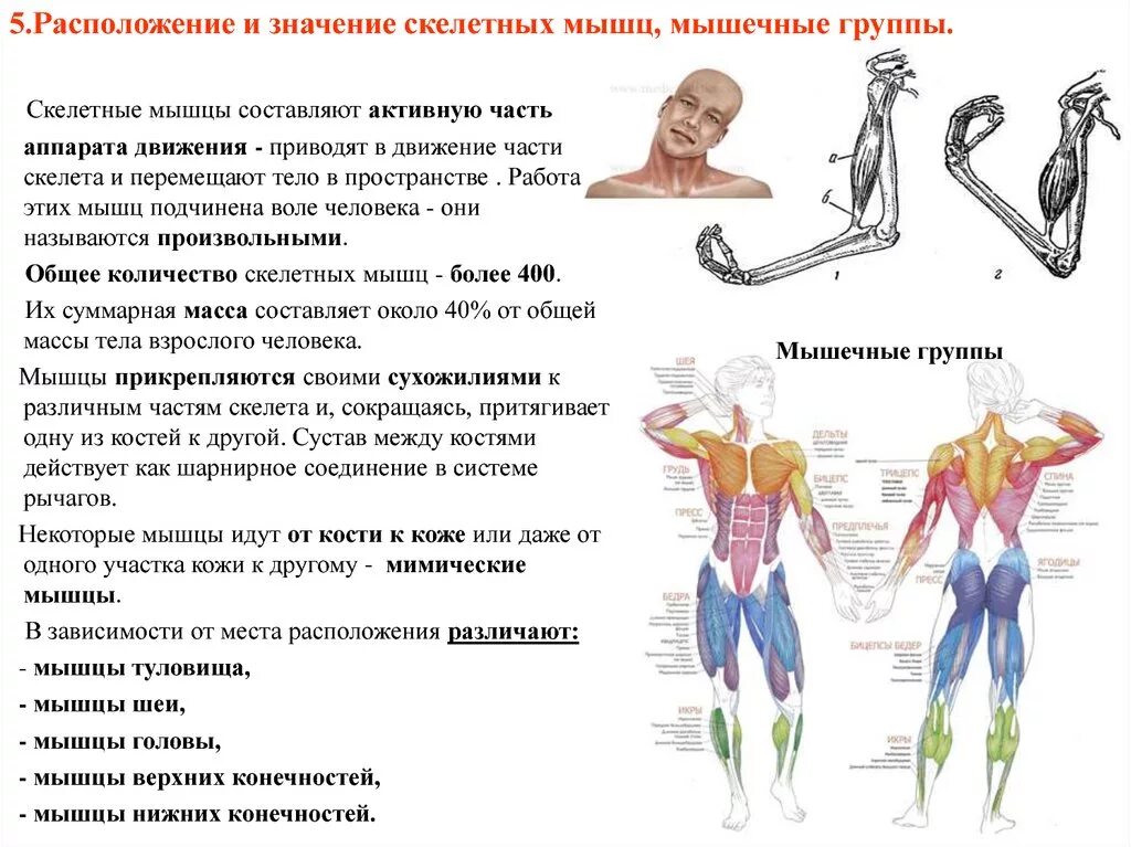 Мышцы человека строение и функции. Строение и функции скелетных мышц. Расположение и значение скелетных мышц. Основные группы мышц схема. Что означает местоположение