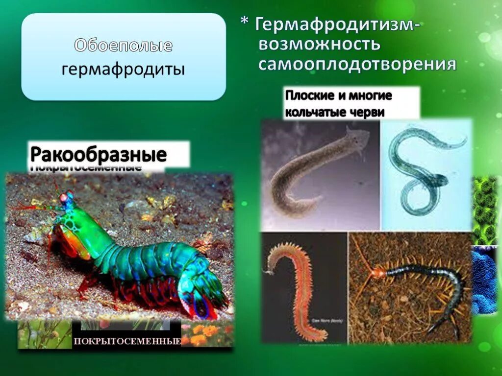 Гермафродитами являются черви. Кольчатые черви гермафродиты. Гермафродиты кольчатых червей. Половое размножение гермафродитизм. Самооплодотворение червя.