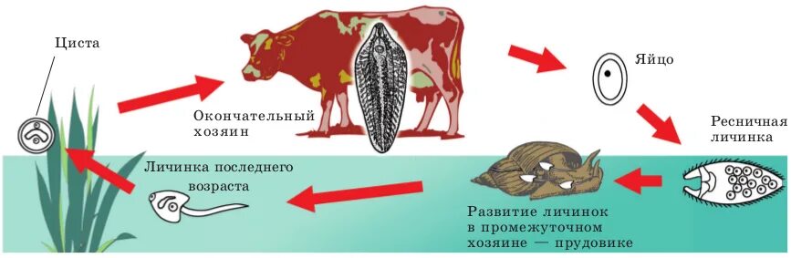 Цикл размножения печеночного сосальщика. Цикл развития печеночного сосальщика. Стадии развития печеночного сосальщика. Стадии жизненного цикла печеночного сосальщика. Личиночных стадий сосальщиков